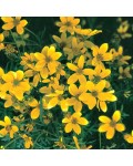 Біденс ампельний із жовтими квітами